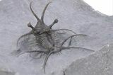 Spiny Ceratarges Trilobite - Zireg, Morocco #356940-4